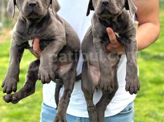 Üst Düzey Blue Cane Corsolar görsel