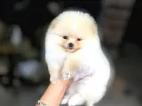 Kar Topu
