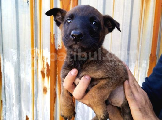 Irk Garantili Belçika Malinois Yavrular görsel