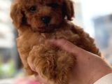 Orji̇nal Toy Poodle Yavrular
