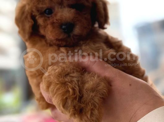 Orji̇nal Toy Poodle Yavrular görsel