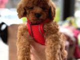 Orji̇nal Toy Poodle Yavrular