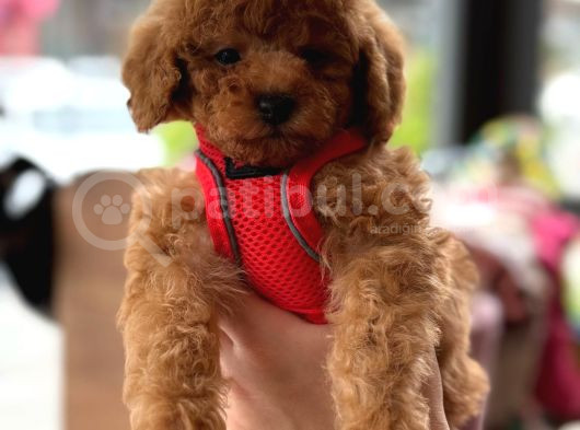 Orji̇nal Toy Poodle Yavrular görsel