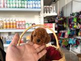 Irk Ve Sağlık Garantili Toy Poodle Yavrularım