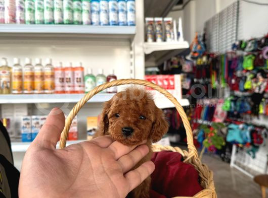 Irk Ve Sağlık Garantili Toy Poodle Yavrularım görsel