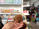 Irk Ve Sağlık Garantili Toy Poodle Yavrularım