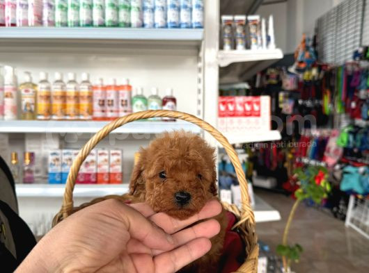 Irk Ve Sağlık Garantili Toy Poodle Yavrularım görsel