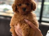 Orji̇nal Toy Poodle Yavrular