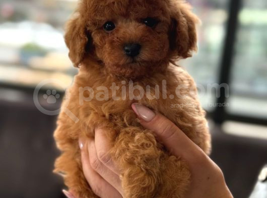 Orji̇nal Toy Poodle Yavrular görsel