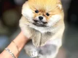 Kar Topu