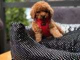 ORJİNAL TOY POODLE YAVRULAR