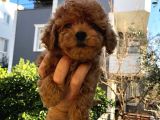 Toy poodle bebekler sizi bekliyor