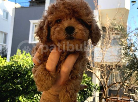 Toy Poodle Bebekler Sizi Bekliyor