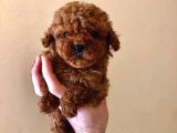 Red brown poodle bebeklerimizz