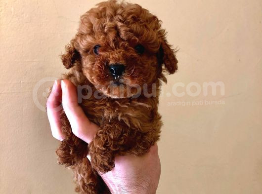 Red Brown Poodle Bebeklerimizz