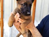 Irk Garantili Belçika Malinois Yavrular