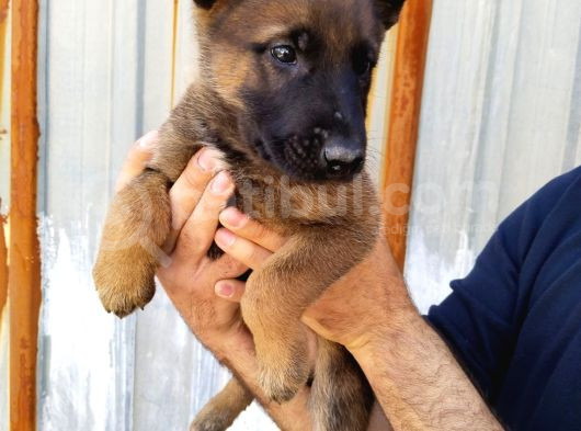 Irk Garantili Belçika Malinois Yavrular görsel