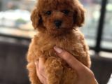 Orji̇nal Toy Poodle Yavrular