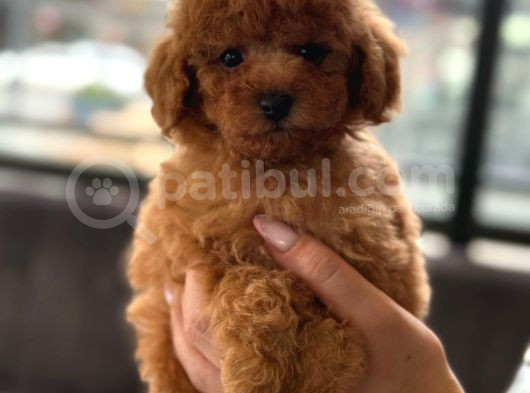 Orji̇nal Toy Poodle Yavrular görsel