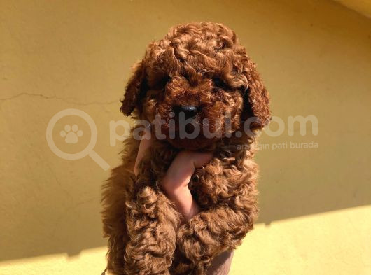 Red Brown Poodle Bebeklerimizz görsel