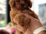 Orji̇nal Toy Poodle Yavrular