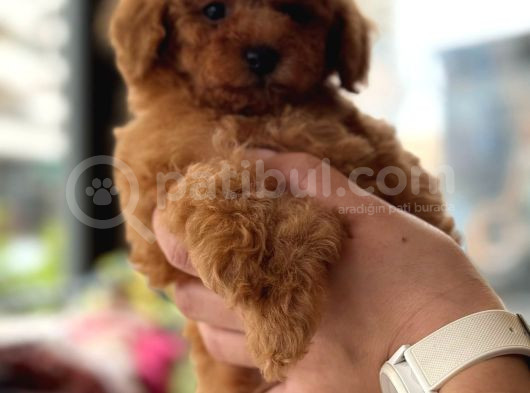 Orji̇nal Toy Poodle Yavrular görsel