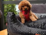 Orji̇nal Toy Poodle Yavrular