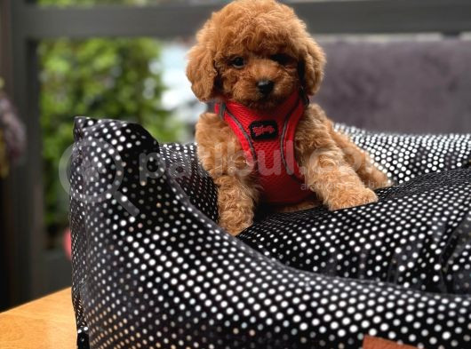 Orji̇nal Toy Poodle Yavrular görsel