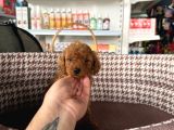 Irk ve Sağlık garantili toy poodle yavrularım