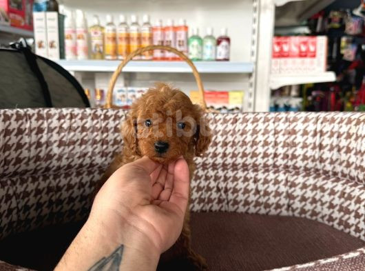 Irk Ve Sağlık Garantili Toy Poodle Yavrularım