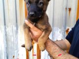 Irk Garantili Belçika Malinois Yavrular