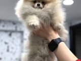 Üst Kali̇te Show Class Pomerani̇an Boo