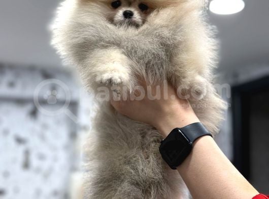 Üst Kali̇te Show Class Pomerani̇an Boo görsel