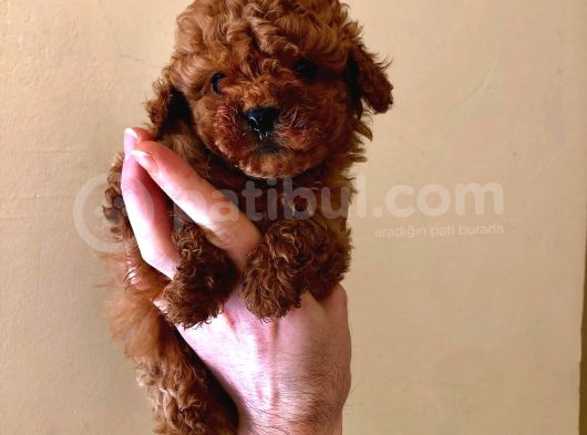 Red Brown Poodle Bebeklerimizz görsel
