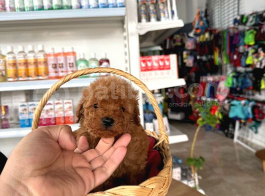 Irk Ve Sağlık Garantili Toy Poodle Yavrularım görsel