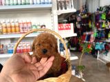 Irk Ve Sağlık Garantili Toy Poodle Yavrularım