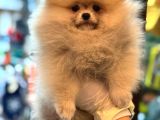 Üst Kali̇te Show Class Pomerani̇an Boo