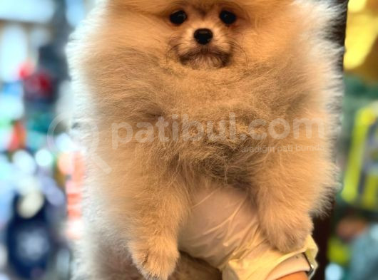Üst Kali̇te Show Class Pomerani̇an Boo görsel