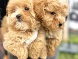 Maltipoo yavrularımız sahiplerini bekliyor