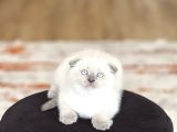 Ayi Surat Scotti̇sh Fold Blue Poi̇nt
