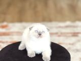 Ayi Surat Scotti̇sh Fold Blue Poi̇nt