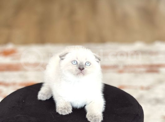Ayi Surat Scotti̇sh Fold Blue Poi̇nt görsel