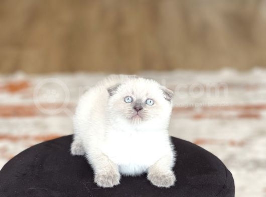 Ayi Surat Scotti̇sh Fold Blue Poi̇nt
