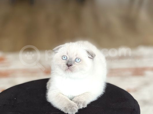 Ayi Surat Scotti̇sh Fold Blue Poi̇nt görsel