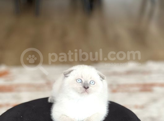 Ayi Surat Scotti̇sh Fold Blue Poi̇nt görsel