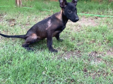 Irk Garantili Belçika Malinois Yavrular