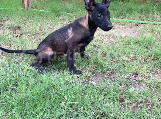Irk Garantili Belçika Malinois Yavrular