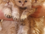 Dişi british golden longhair yavru