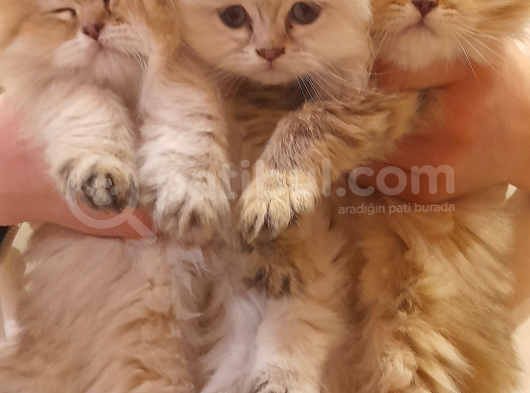 Dişi British Golden Longhair Yavru