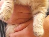 Dişi British Golden Longhair Yavru